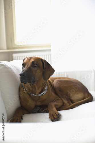 Photo: Dog lying on sofa Dog lying on sofa