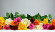 Colorful roses Colorful roses