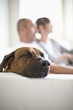 Couple with dog sitting on sofa, side view