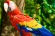 Photo: Red Macaw, Parrot, Copan Ruins, Honduras Red Macaw, Parrot, Copan Ruins, Honduras