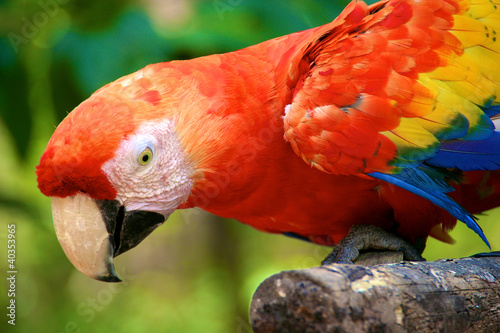 Photo: Red Macaw, Parrot, Copan Ruins, Honduras Red Macaw, Parrot, Copan Ruins, Honduras