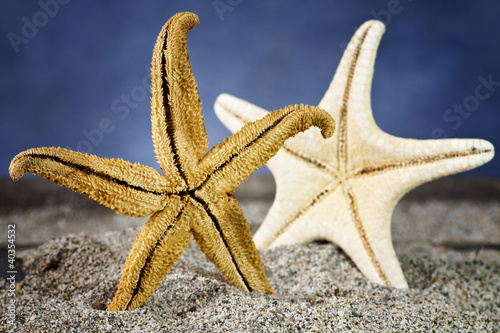 Photo: starfish backside on sand starfish backside on sand