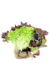 Salat
