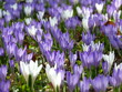 Krokusfeld Blumenwiese Krokusfeld Blumenwiese