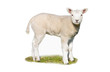 Isolated lamb