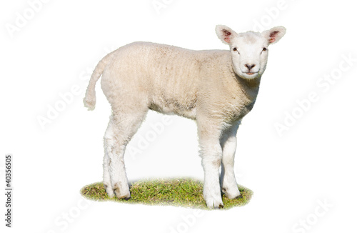 Photo: Isolated lamb Isolated lamb