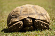 Photo: A turtle A turtle