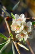 Pear Blossom Pear Blossom