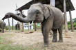 Small elephant on farm