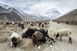 Photo: Sheeps in Himalaya Sheeps in Himalaya