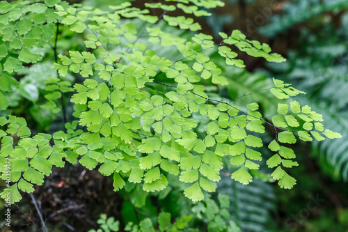 Photo: Fern plants cover the ground of the natural forest Fern plants cover the ground of the natural forest