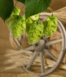 hops