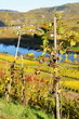bunter Rebstock an der Mosel