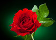 Photo: close up of red rose on dark green background close up of red rose on dark green background