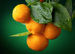 Mandarins branch with water drops on dark green background