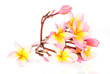 Photo: Frangipani on white background Frangipani on white background