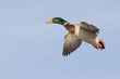 Flying Mallard