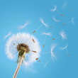 Dandelion seeds blown in the sky