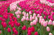 Photo: field of tulips field of tulips