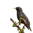 Starling on branch isolated on white background