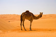 Cute single-humped camel in beautiful omani desert