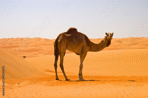 Photo: Cute single-humped camel in beautiful omani desert Cute single-humped camel in beautiful omani desert