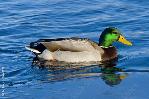 Photo: Swimming Mallard Swimming Mallard