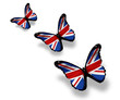 Three english flag butterflies, isolated on white