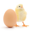 Photo en ligne au meilleur prix chicken and egg