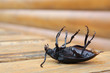 Insect dead bug on wood
