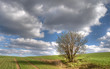 Green field with a tree and blue sky Green field with a tree and blue sky