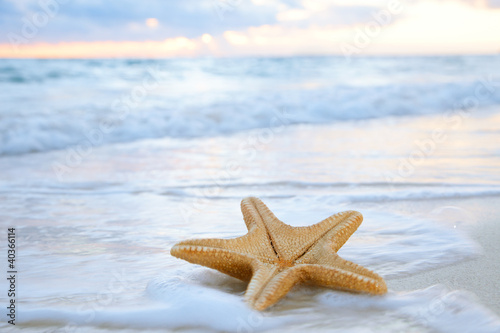 Foto: sea star starfish on beach, blue sea and sunrise time, shallow d sea star starfish on beach, blue sea and sunrise time, shallow d