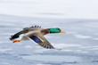 Flying Mallard Over Ice