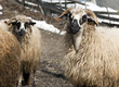 sheeps