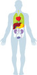 Human internal biological organs in vector.