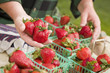 Farmer Gathering Fresh Strawberries in Baskets