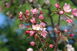 Bee on a Crabapple Blossom