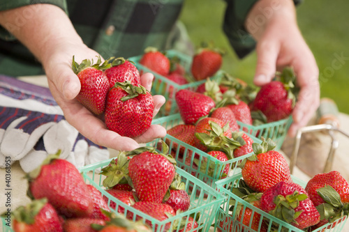 Photo: Farmer Gathering Fresh Strawberries in Baskets Farmer Gathering Fresh Strawberries in Baskets