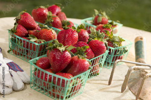 Photo: Baskets of Fresh Strawberries Baskets of Fresh Strawberries