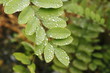 雨に濡れた葉