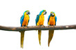 Talking parrots Blue-and-Yellow Macaw