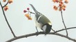 シジュウカラ