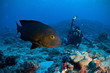 midnight snapper & underwater photographer, Maldives