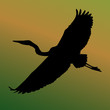 Heron bird in silhouette