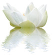 lotus blanc