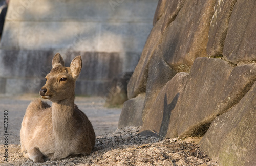 Photo: Sika deer, Miyajima, Japan Sika deer, Miyajima, Japan