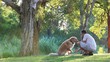 Dog and his owner in the park doing shake
