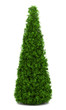eastern arborvitae bush isolated on white background