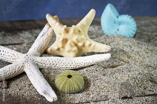 Photo: seashells composition seashells composition