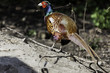 The Common Mongolian Ringneck Male Pheasant